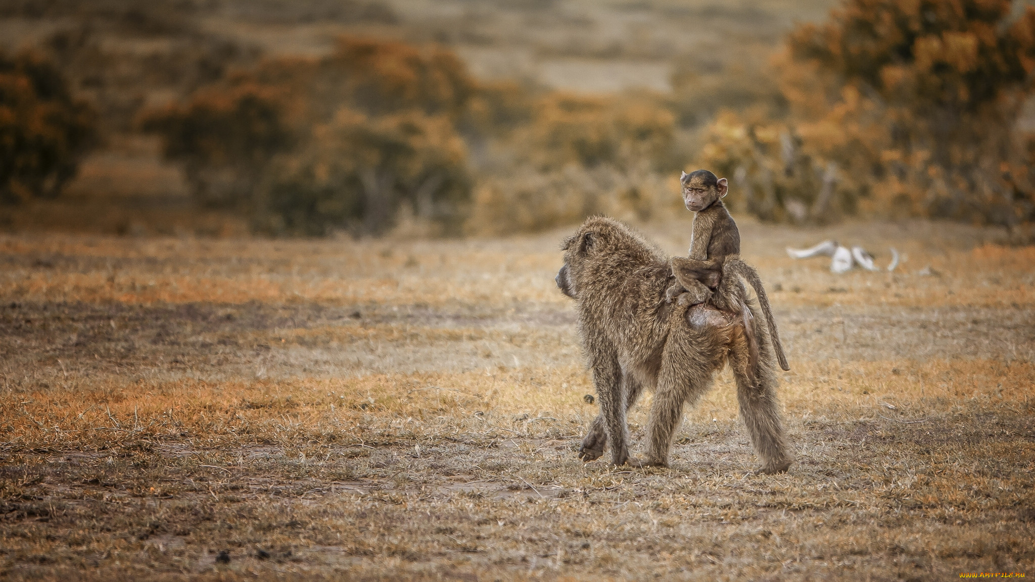 , , , kenya, maasai, mara, pavian, taxi, , , -
